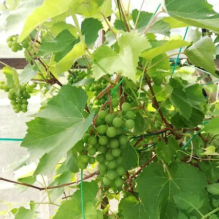 Chalet Saviaugu Majake Polvamaal *