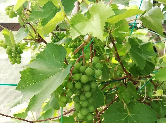 シャレー Saviaugu Majake Polvamaal *